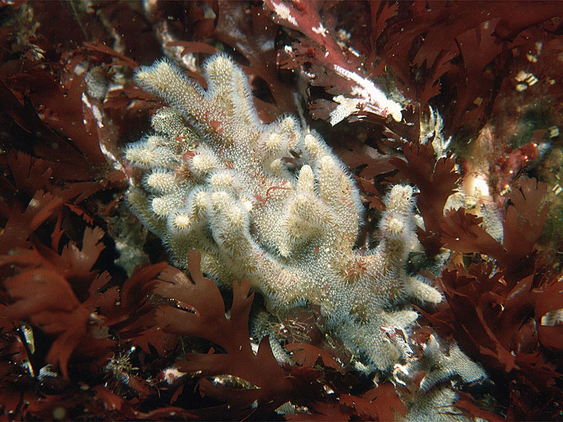 Alcyonidium hirsutum